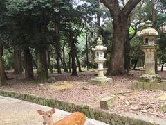 -奈良公园