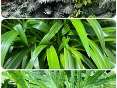 -呀路古热带植物园