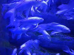 -芜湖新华联大白鲸海洋公园