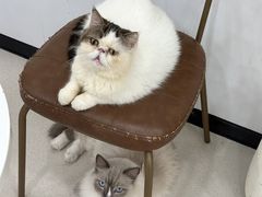 -共舞时光猫咖·狗咖(新街口店)