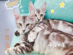 -十年猫舍·猫咪专门店(普陀店)