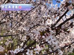 -塘沽森林公园