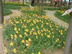 android_upload_pic-洛阳郁金香牡丹园