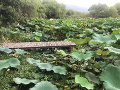 -长兴太湖图影湿地文化园