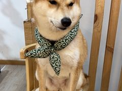 -柴迷FANS CLUB·柴犬狗咖·猫咖