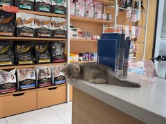-艾贝尔宠物医院·24H转诊中心·肿瘤猫专科(江宁双龙店)