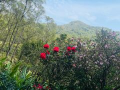 -深圳仙湖植物园
