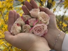 -5Cake五度无蔗糖低脂蛋糕(陶然亭店)
