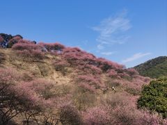 -新建村梅花