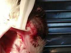-圣宠动物医院·犬猫专科·影像中心·外科中心