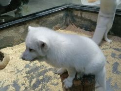 -未来动物城主题公园(正弘城店)