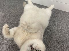 -萌兽医馆·犬猫专科·眼科中心·宠物医院(朝阳门分院)