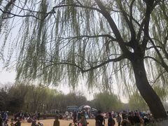 -大兴滨河森林公园