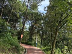 -铁山坪森林公园