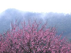 -新建村梅花