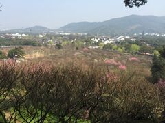 -香雪海