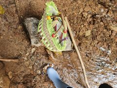 -西双版纳基诺山寨