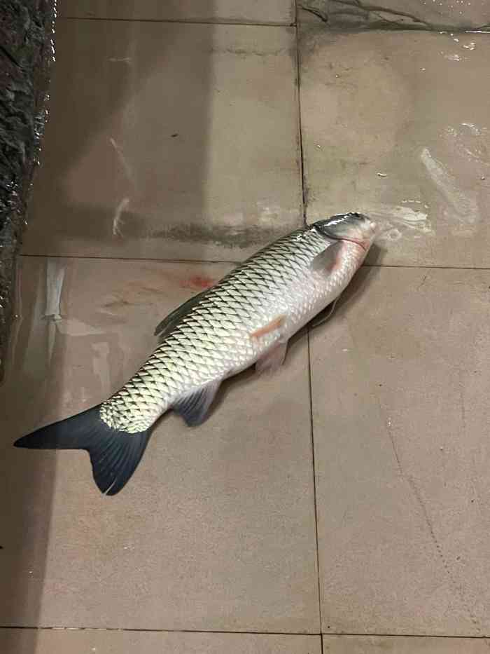 原香火山鱼庄-"在村里面,环境一般,不过这里的火山鱼很有.