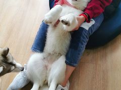 -Husky Go! 哈士奇体验馆·宠物咖啡厅狗咖