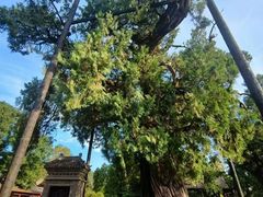-黄帝陵