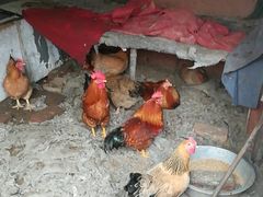 -润记农家菜