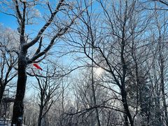 -亚布力新体委滑雪场