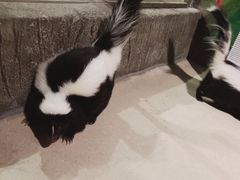 -萌宠奇缘