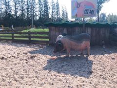 -前小桔亲子创意农场·草莓采摘·露营烧烤