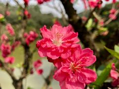 -南国桃园旅游度假区