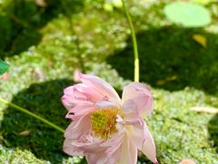 -陈家山荷花公园