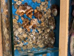 -天正河鲀·河豚亭(大连店)