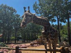 -大连森林动物园