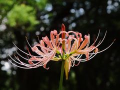 -杭州植物园