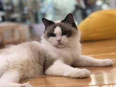 -momokira米努特·德文卷毛猫·棉花面纱犬