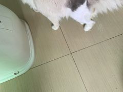 -瑞派紫金宠物医院24小时·骨科·中兽医·重症转诊中心(番禺大石院)