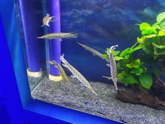 -沙沙哗啦海洋馆(华宇百花谷店)