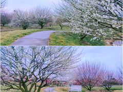 -花开海上生态园