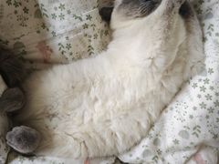 -爱妮康宠物医院·干细胞免疫细胞·肿瘤·心脏(张江店)