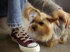 -百好乐宠物友好餐厅(朝外大街店)