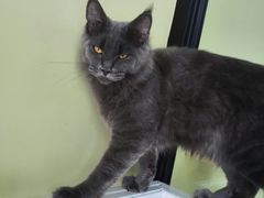 -东方名猫馆·英短金渐层布偶猫舍(环线广场1号楼店)