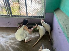 -西霞口神雕山野生动物世界