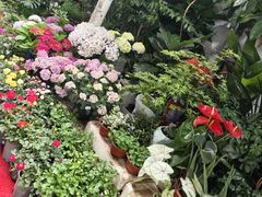 -循礼门鲜花花市(武汉循礼门店)
