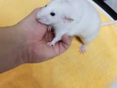 -美联众合动物医院·24h转诊中心