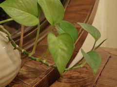 -五观堂素食(新华路店)