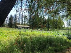 -洪湖生态旅游区