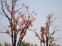 -汉长安城未央宫国家考古遗址公园