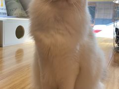 -啵啵喵·猫咖(攀华国际店)