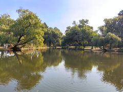 -上海共青森林公园