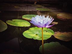 -国家植物园南园