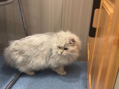 -佑安动物医院·全科·内窥镜中心(幸福巷店)